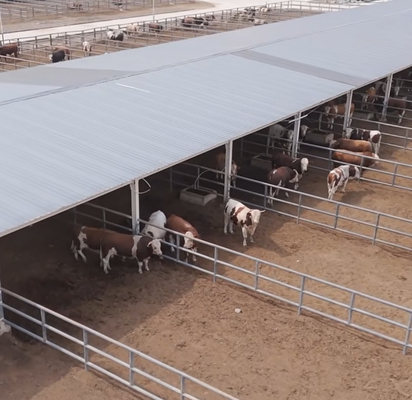 Galpão para Gado com Estrutura de Aço Galvanizado e Cobertura de Sombra Lateral Aberta para Fazendas de Leite, Carne e Confinamento - Montagem Rápida e de Baixo Custo