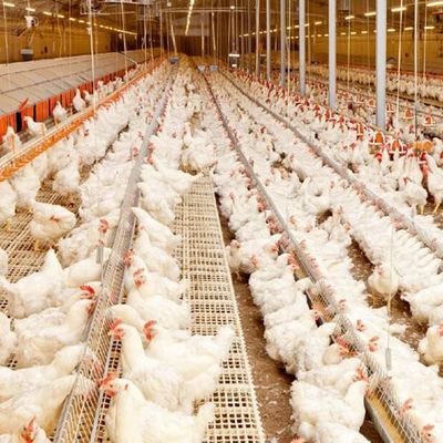 Estrutura de iluminação do galpão de aves de capoeira de aço pré-fabricado Q235B Q355B