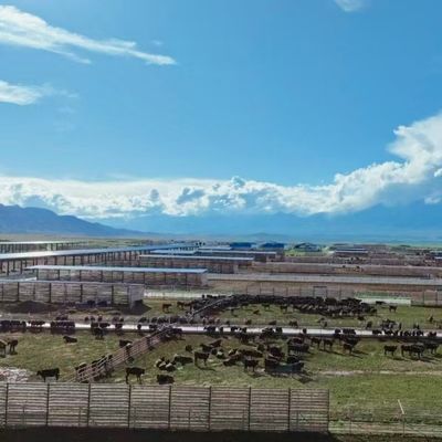 Galpão de aço galvanizado para gado de corte e leite com vida útil de 20+ anos