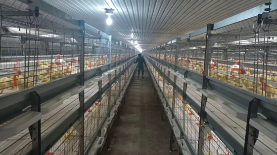 Aviário para Granjas de Frangos de Corte, Postura e Criação – Estrutura de Aço Pré-Fabricada com Painéis Isolados e Sistema de Ventilação