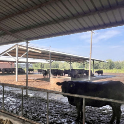 Galpão de gado com estrutura de aço pré-fabricada para fazenda leiteira