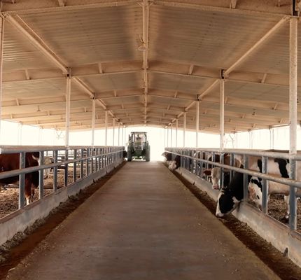 Galvanized Prefab Steel Structure Dairy Cattle Shed