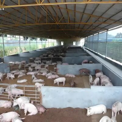 Edifícios pré-fabricados Casa de aves Estrutura de aço Casa de criação de aves Estrutura de construção de aço para galpão