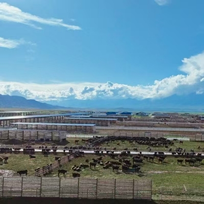 Abrigo de gado com estrutura de aço galvanizado e telhado de sombra de lado aberto para laticínios, gado bovino e fazendas de alimentação animal
