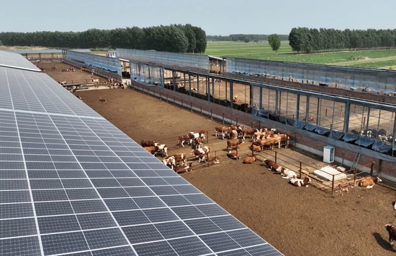 Galpão para gado com estrutura de aço galvanizado com sistema automático de alimentação de gado e painel solar opcional