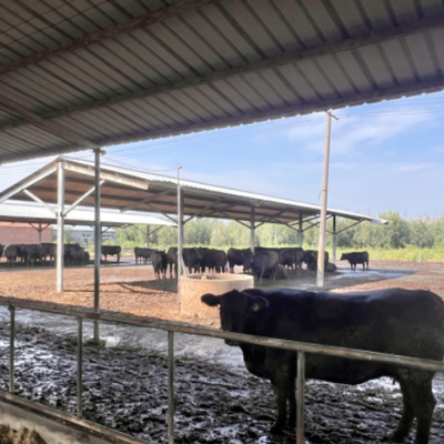 Estrutura de aço de galpão de vacas sob medida Estaleiros de gado pré-fabricados Edifícios de fazendas leiteiras