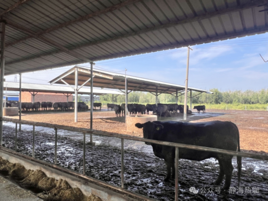 Caldeirão de vacas de aço galvanizado para gado leiteiro 20+ anos Vida útil Fornecedor de soluções de habitação de gado integrado com equipamentos de alimentação